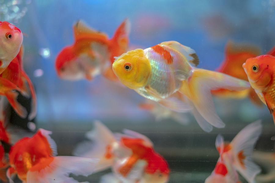Which Fish Live With Goldfish?