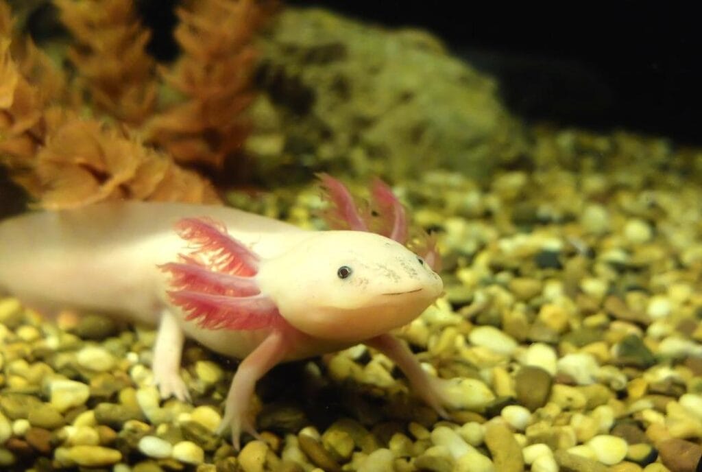 Axolotl
