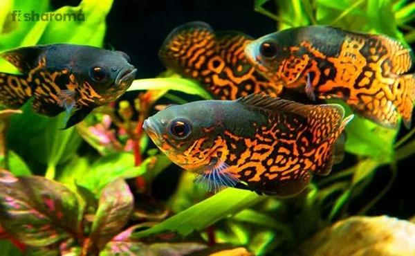 Oscars Colorful Fish