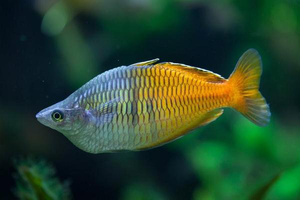 Boeseman Rainbow Fish