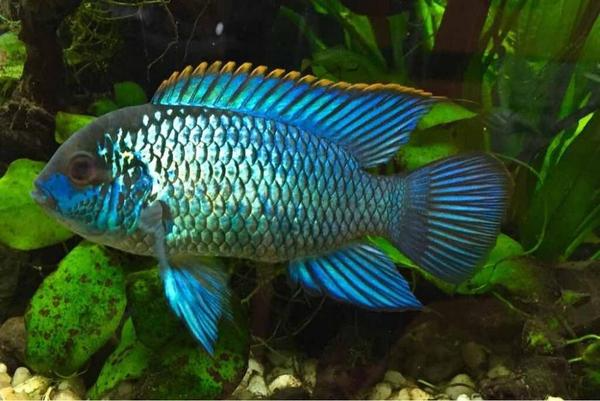 Electric Blue Acara Exotic Fish