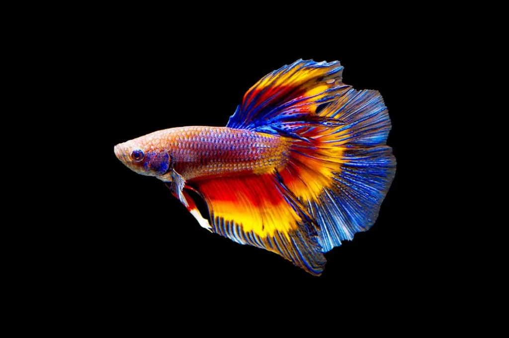 Exotic Betta Fish