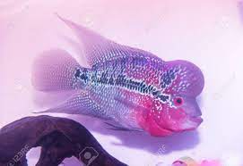 Flower Horn Cichlid Fish