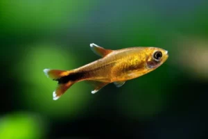 Silvertip Tetra Fish