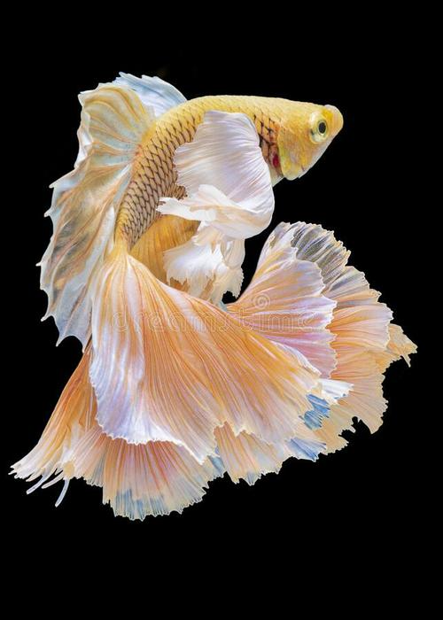 Yellow Betta Fish