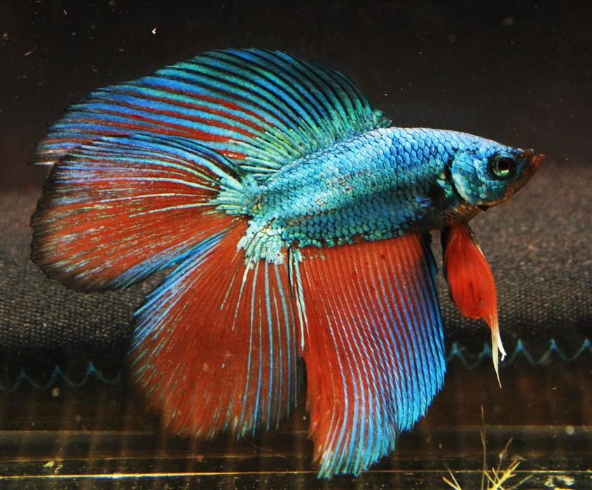 Badass Betta Fish