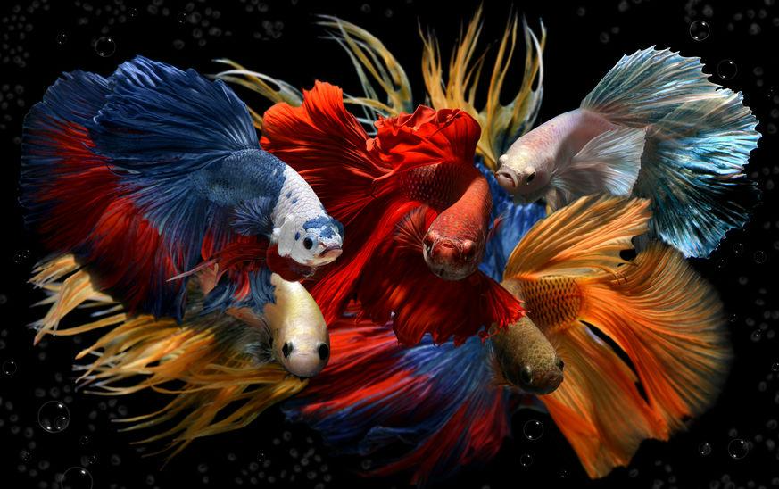 Betta Fish Names By Color