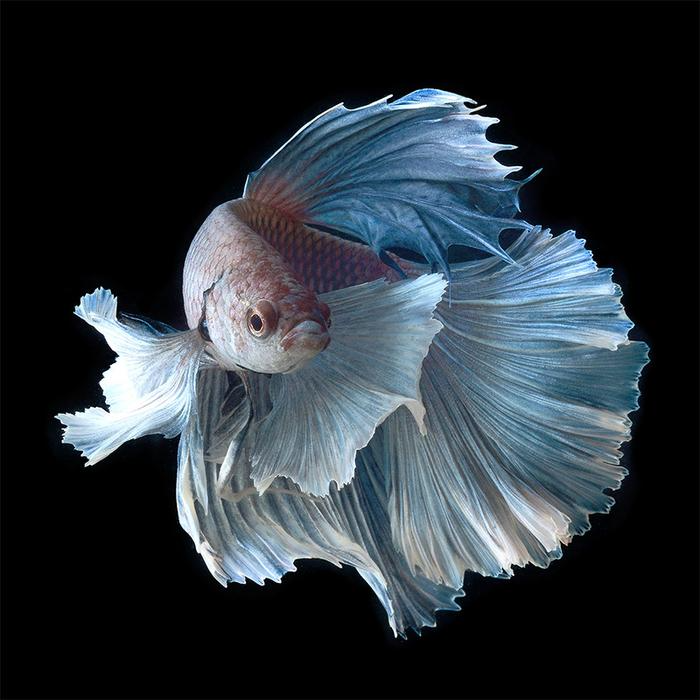 Funny Betta Fish Names