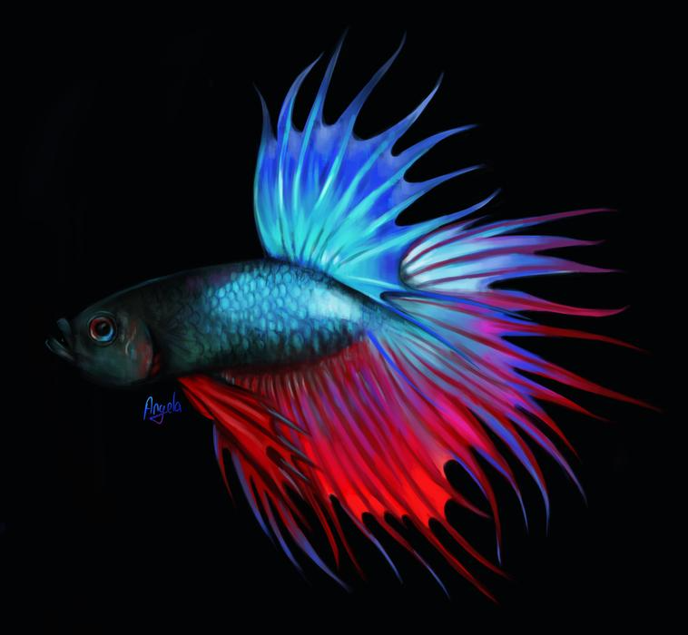 Japanese Betta Fish