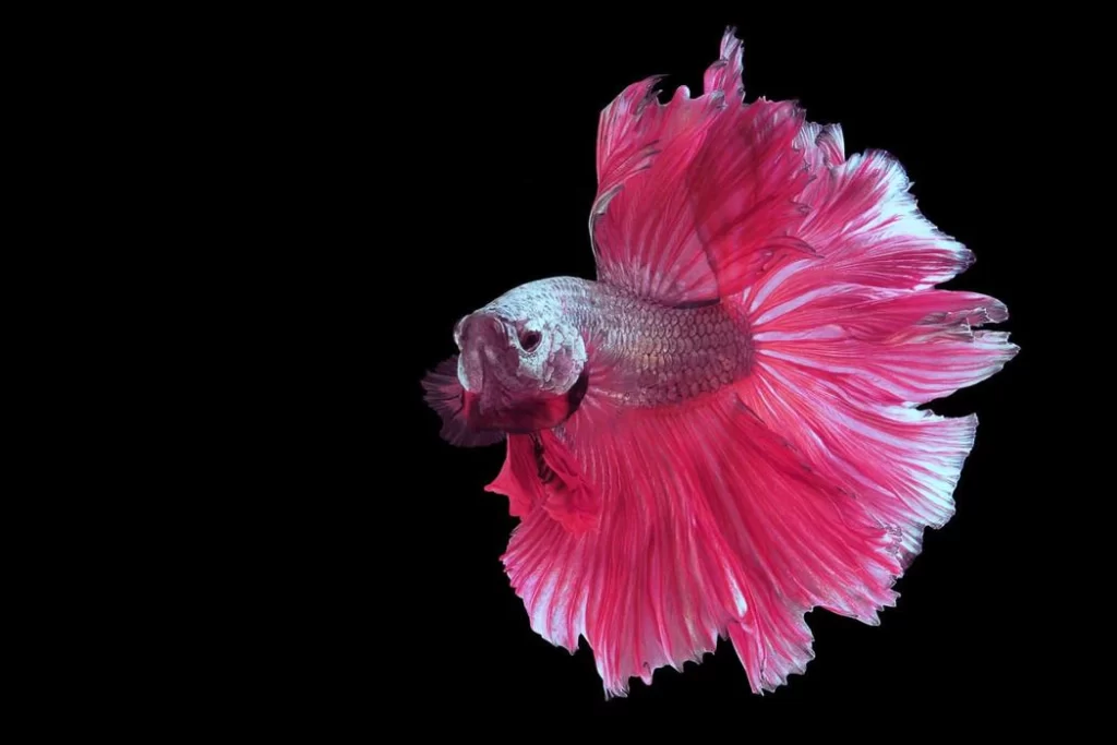 Pink Betta Fish