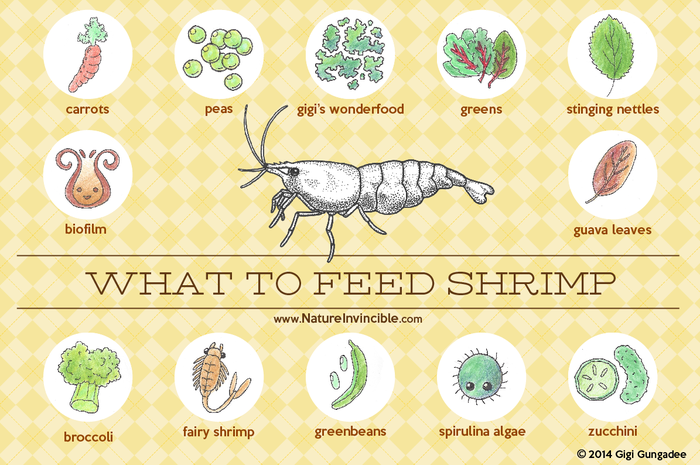 Cherry Shrimp Food and Diet