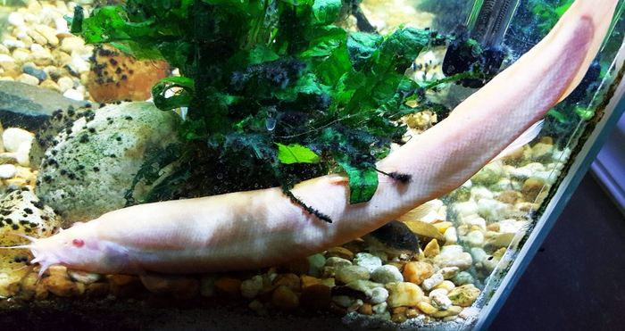 Dojo Loach Tank Conditions