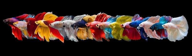 Types of Betta Fish Color