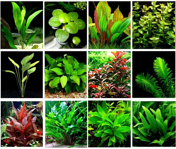 Aquarium Plants for Decoration