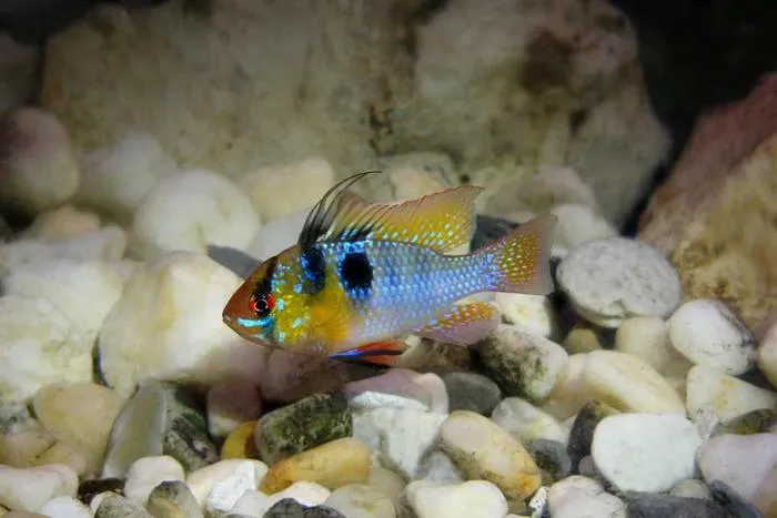 German blue ram Behavior and Nature