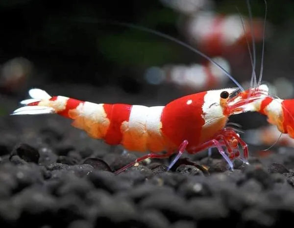 Crystal Shrimp