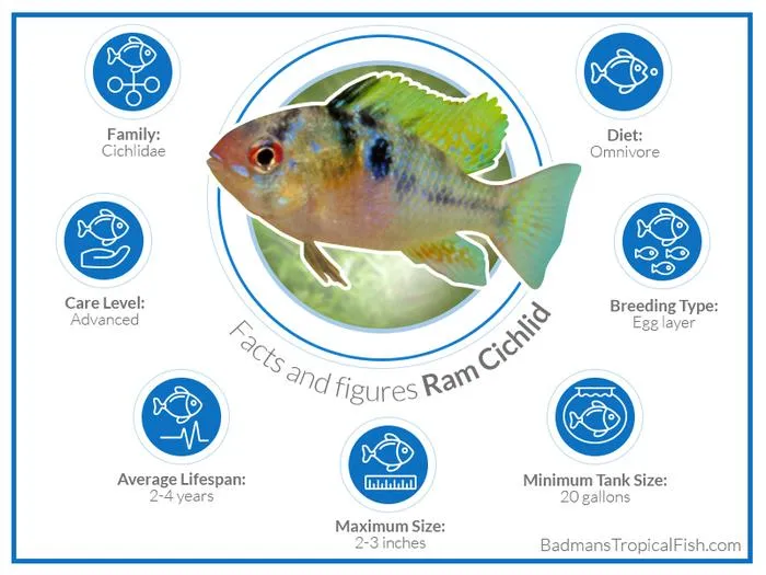 German Blue Ram Care Guide