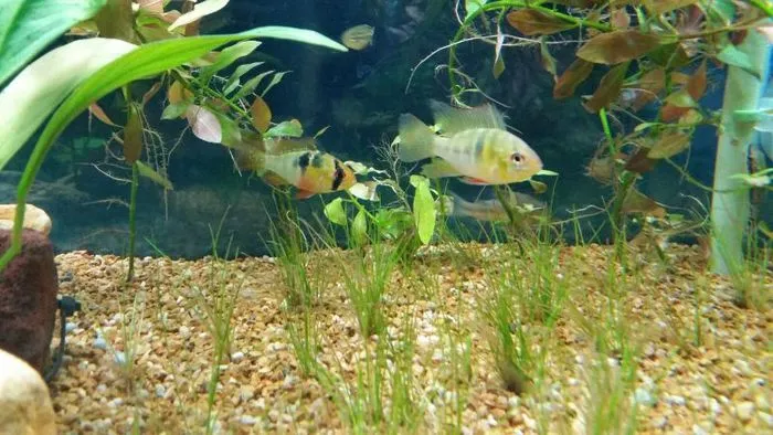 German Blue Ram Tank Mates