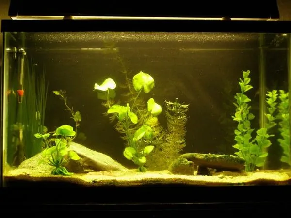Ghost Shrimp Tank Setup