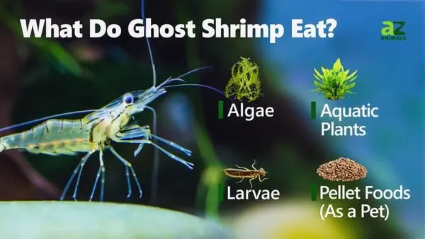 Ghost Shrimp Food