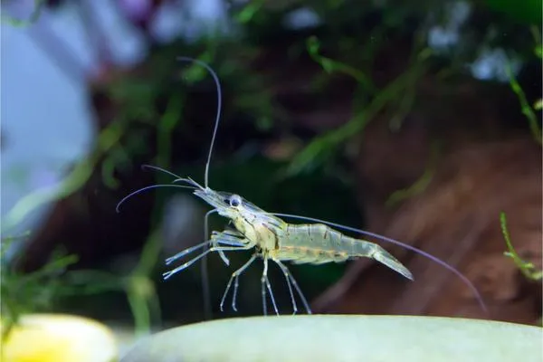 Ghost Shrimp
