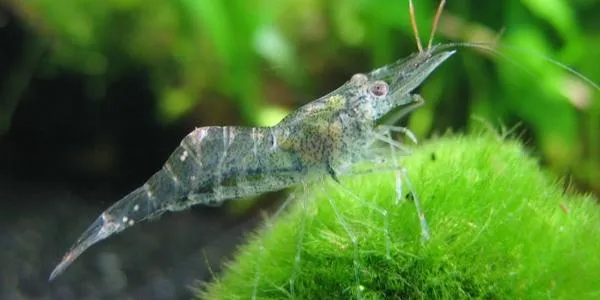 Ghost or Glass Shrimp
