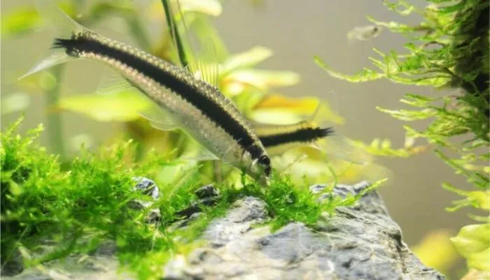 Siamese Algae Eater Aggressive Behavior