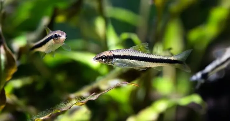 Siamese Algae Eater Care Sheet