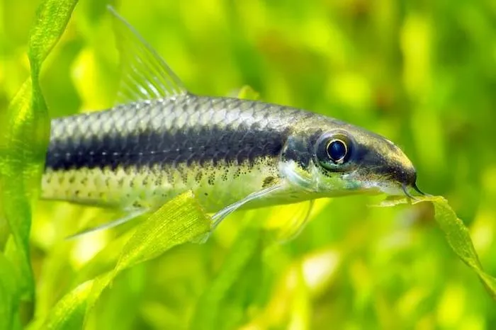 Siamese Algae Eater Diet & Food
