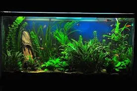 Siamese Algae Eater Tank Mates
