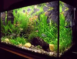 Siamese Algae Eater Tank Size
