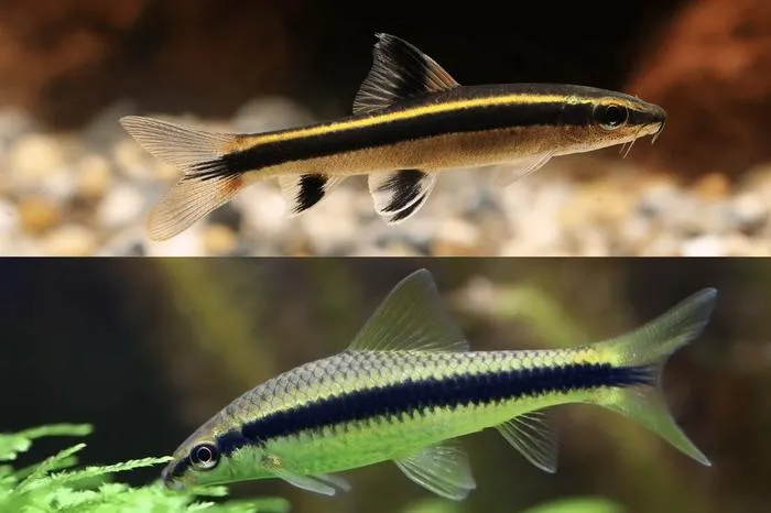 Siamese Algae Eater