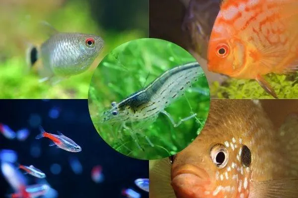 Tank Mates for Ghost Shrimps