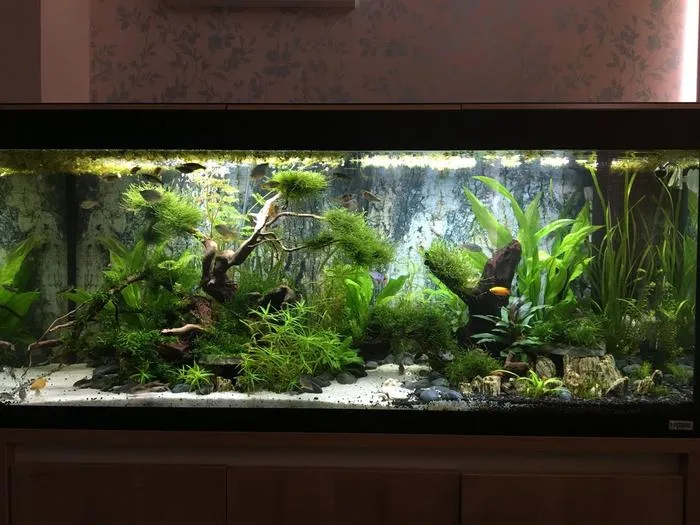 German blue ram Tank Size