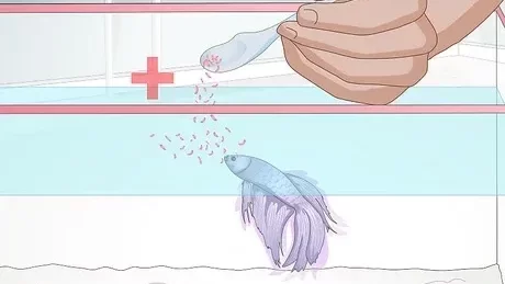 How Often Should You Feed a Betta Fish in a Day?