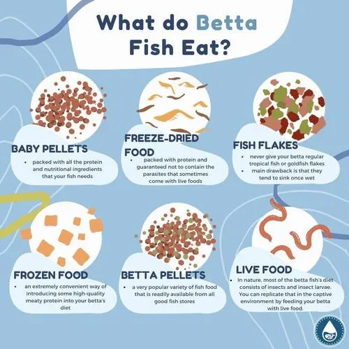 How Many Pellets to Feed Your Betta Fish A Meal?
