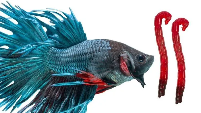 How Often to Feed Betta Fish Bloodworms?