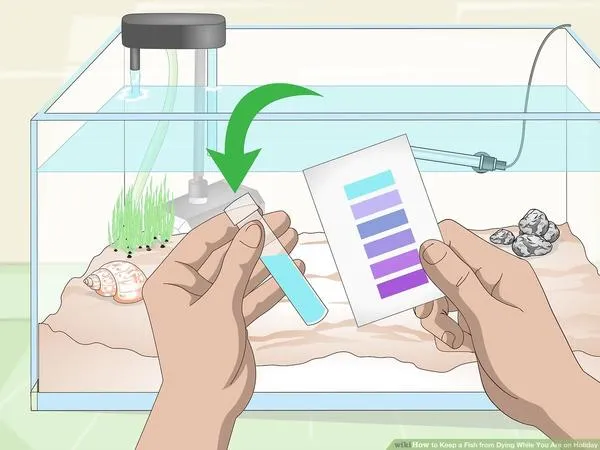 How To Feed Fish While on Vacation?
