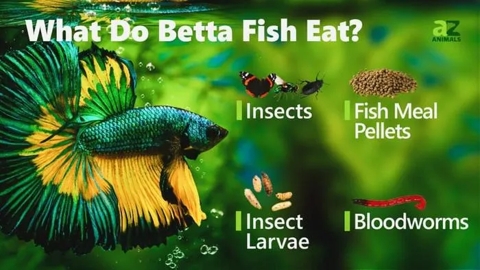 What Do Betta Fish Eat